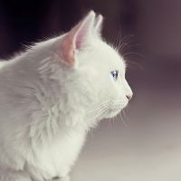 猫咪头像