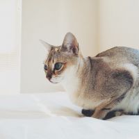 猫咪头像