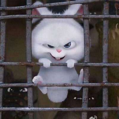 可爱的兔子