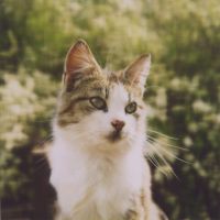 可爱猫咪头像