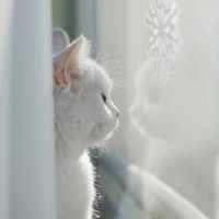 可爱猫咪头像