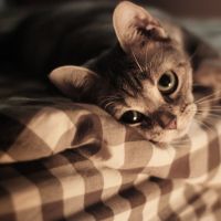 可爱猫咪头像