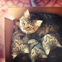 可爱猫咪头像