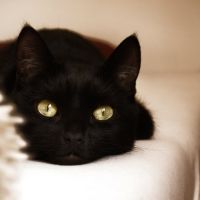 可爱猫咪头像