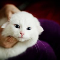 可爱猫咪头像