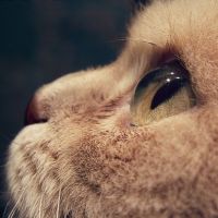 可爱猫咪头像