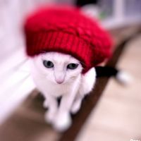 可爱猫咪头像