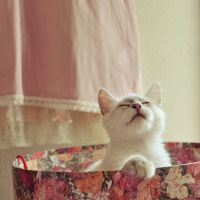 可爱猫咪头像