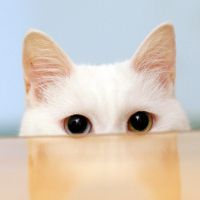 可爱猫咪头像