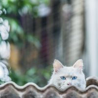 可爱猫咪头像