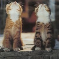 可爱猫咪头像