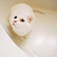 可爱猫咪头像