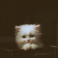 可爱猫咪头像