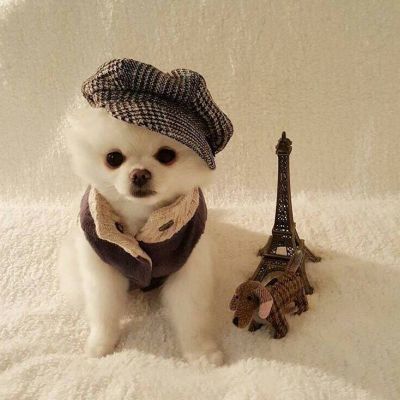 动物情头