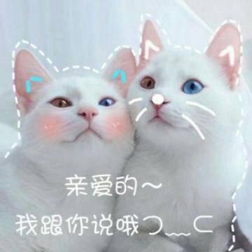 猫咪带字头像