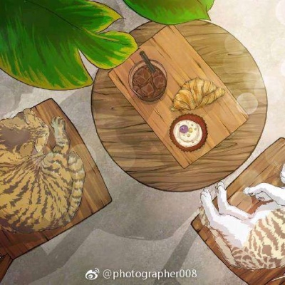 猫系