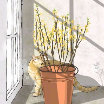 猫系