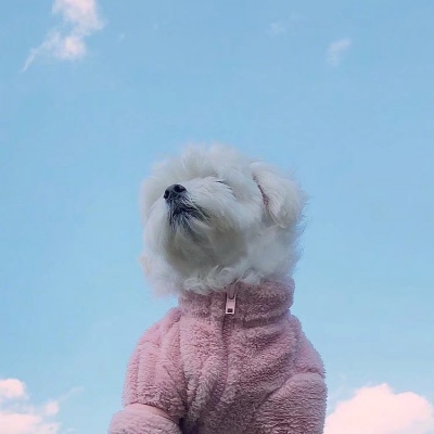 苏辙:动物单人头像。│星河入眼 你入心中 欢迎公主回家.