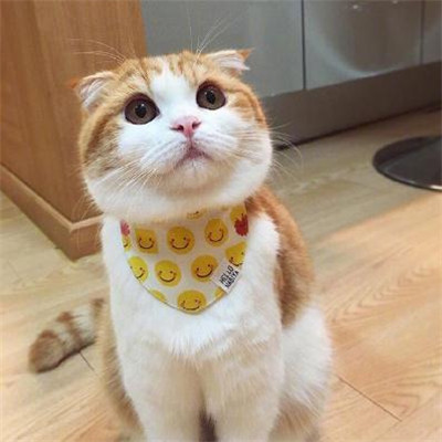 qq个性头像男生抱猫咪系列