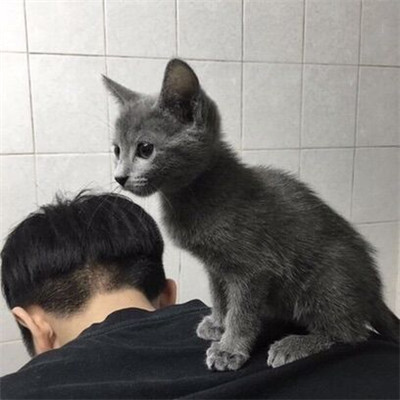 最新版qq头像男生帅气抱猫咪大全