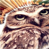 手绘动物插画头像可爱的