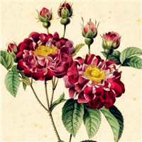 彩铅手绘花朵头像