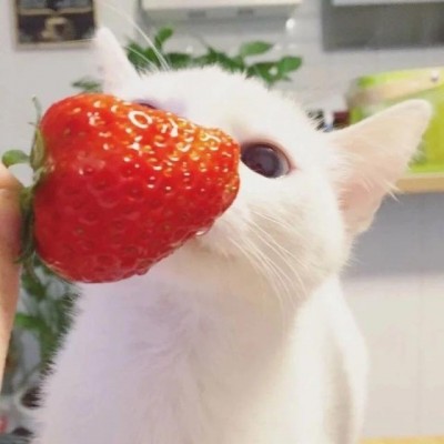 可爱猫咪头像萌萌哒高清