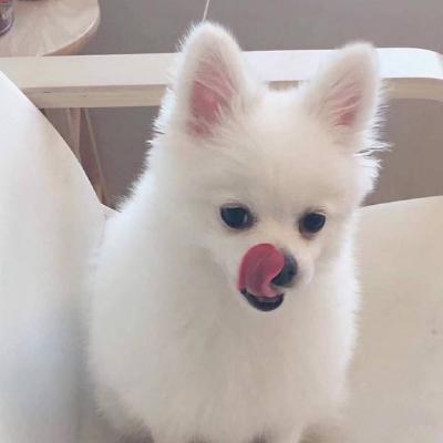 微信动物头像大全可爱狗狗