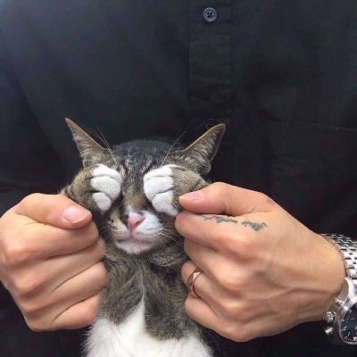 猫咪卖萌搞怪微信头像2020