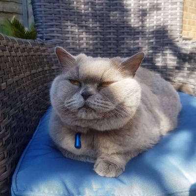 猫咪卖萌搞怪微信头像2020