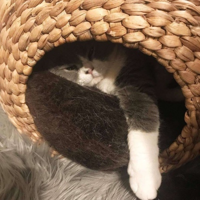 猫咪卖萌搞怪微信头像2020