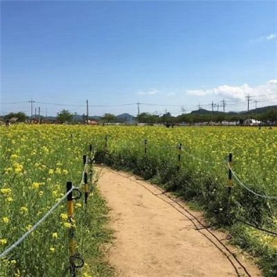 能带来好运的微信头像个性大全