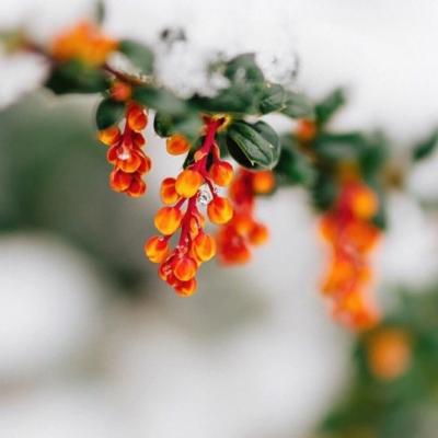 能带来好运的微信风景头像2019