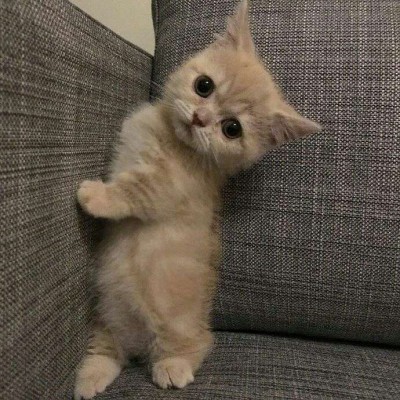 微信头像猫咪可爱搞怪2019