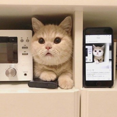 微信头像猫咪可爱搞怪2019