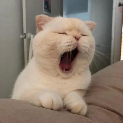 微信头像猫咪可爱搞怪2019