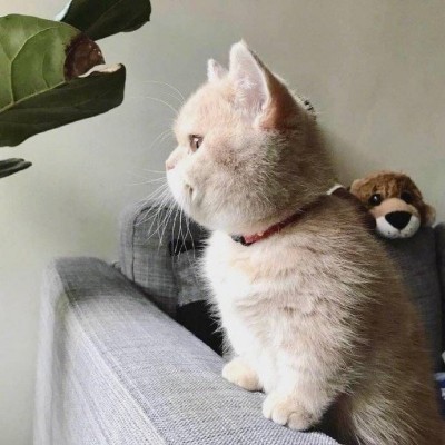 微信头像猫咪可爱搞怪2019