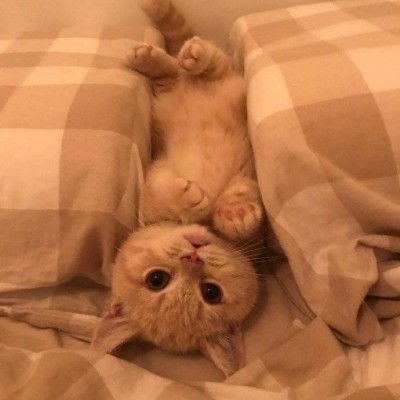 微信头像猫咪可爱搞怪2019