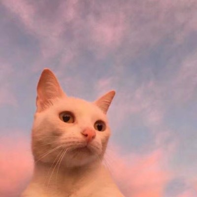 微信头像猫咪可爱搞怪2019