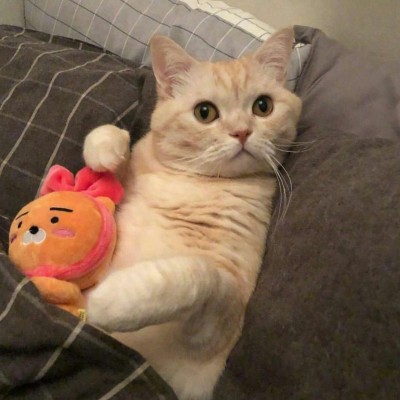 微信头像猫咪可爱搞怪2019