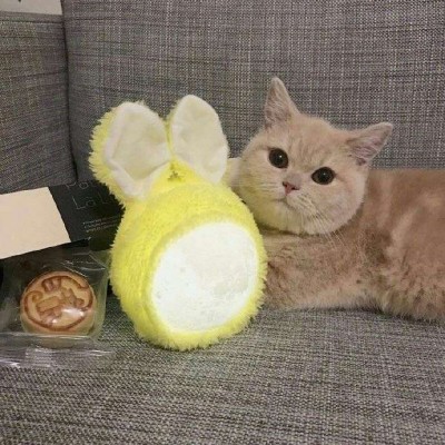 微信头像猫咪可爱搞怪2019