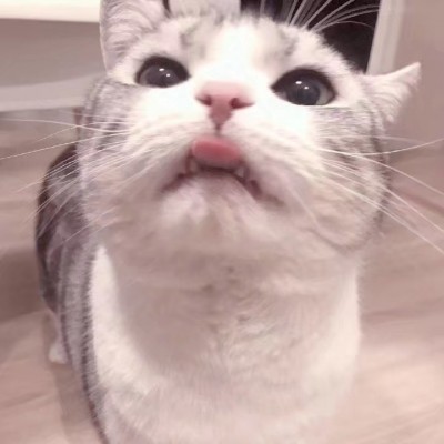 微信头像猫咪可爱搞怪2019