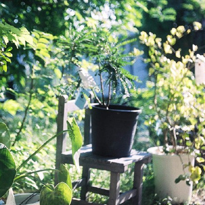 微信头像真实花草风景图片唯美大全