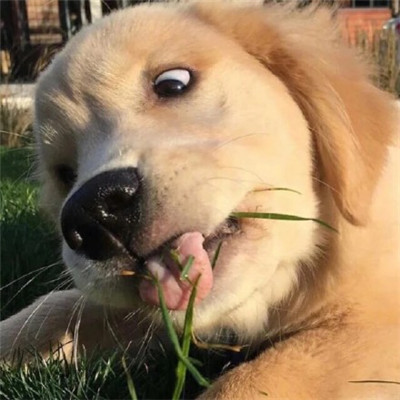 可爱的萌宠微信头像