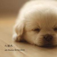 微信小宠可爱萌头像