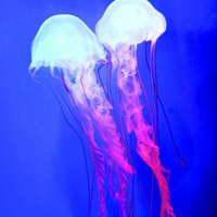 水母微信个性头像图片大全