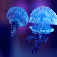 水母微信个性头像图片大全