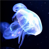 水母微信个性头像图片大全