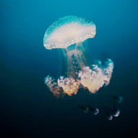 水母微信个性头像图片大全