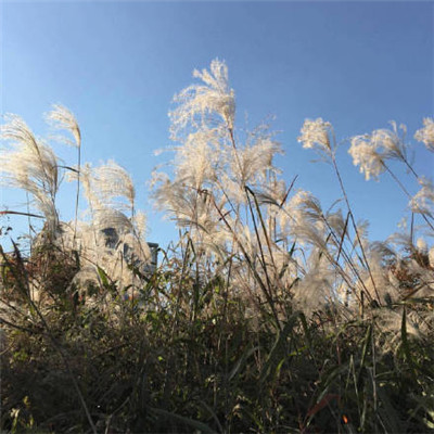 微信头像风景或花草精选